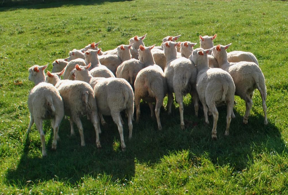 ... et le derrière avec la queue courte, de naissance.