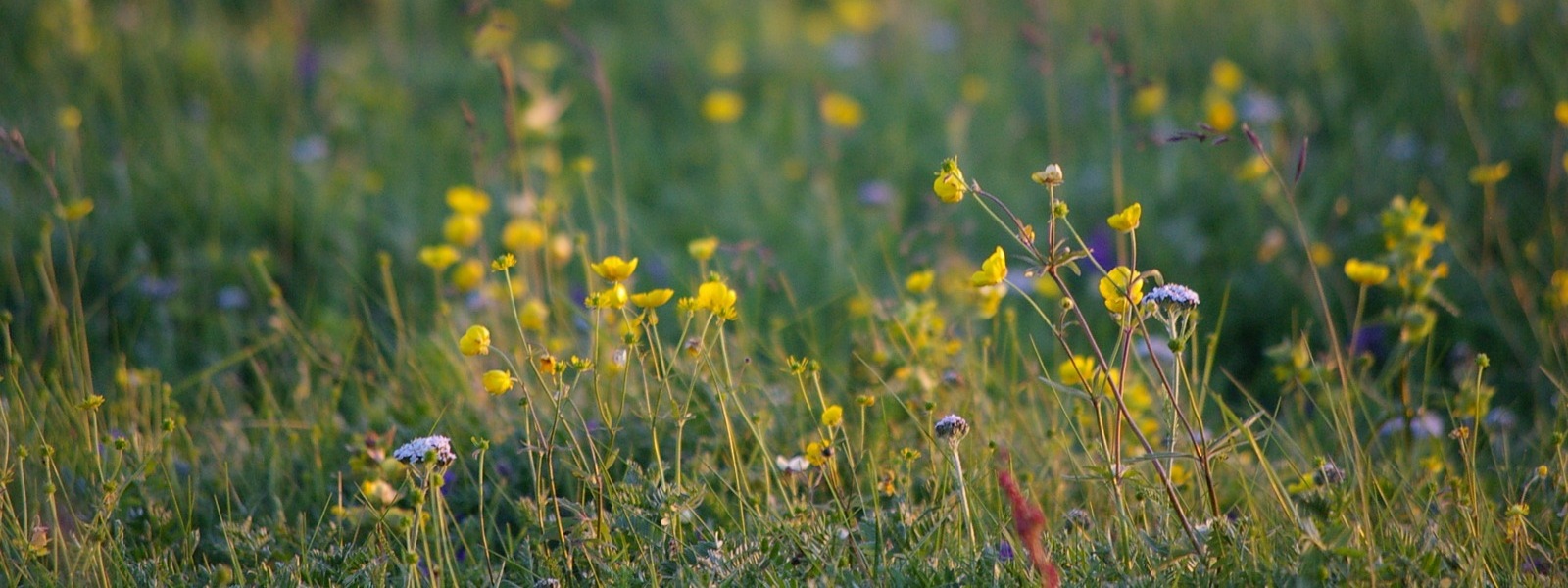 Prairie pâturée fleurie